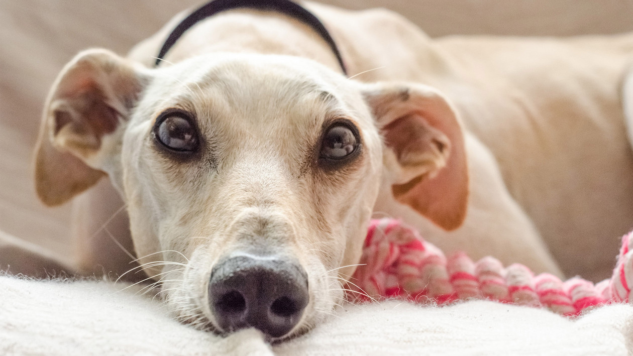 Hundehaare von der Kleidung entfernen