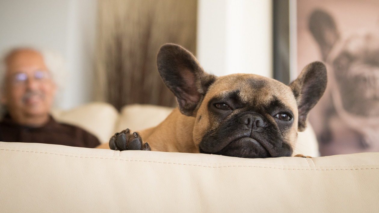 Trauriger Hund auf Sofa