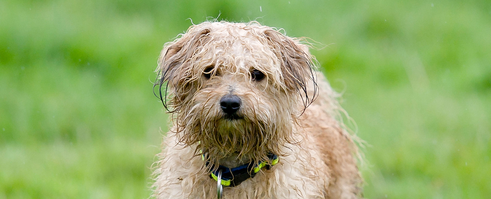 Hundegeruch entfernen