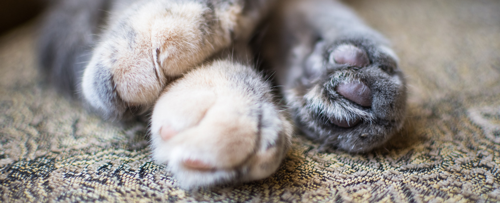 Katze liegt auf Teppich