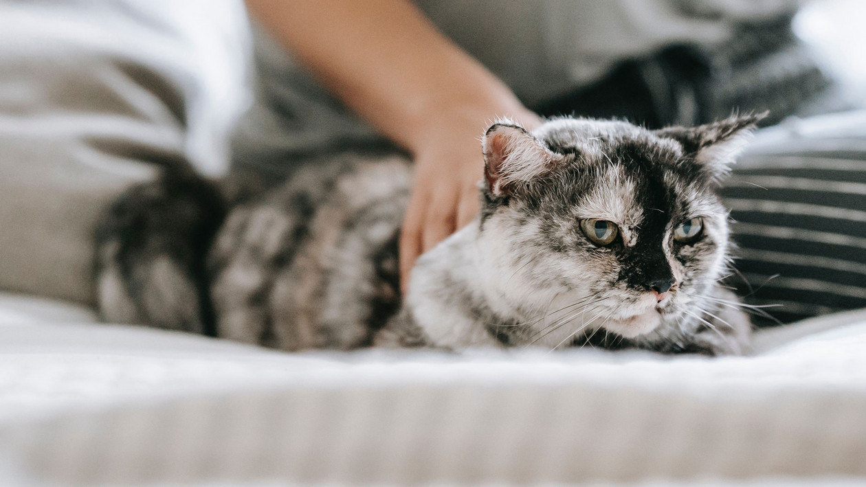 Katze lässt sich nicht streicheln