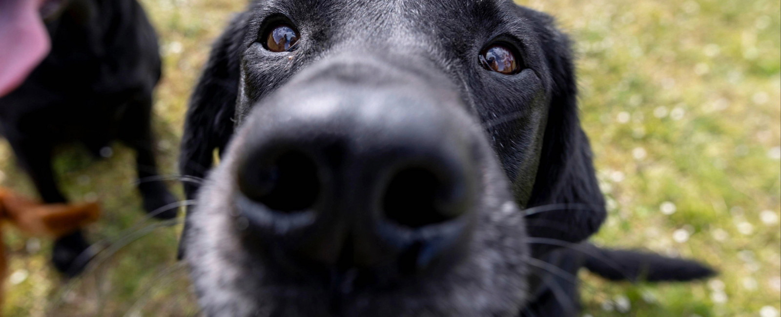Trockene Nase beim Hund