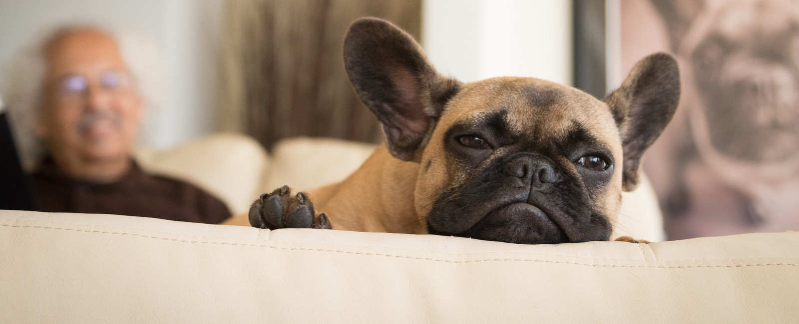 Trauriger Hund auf Sofa