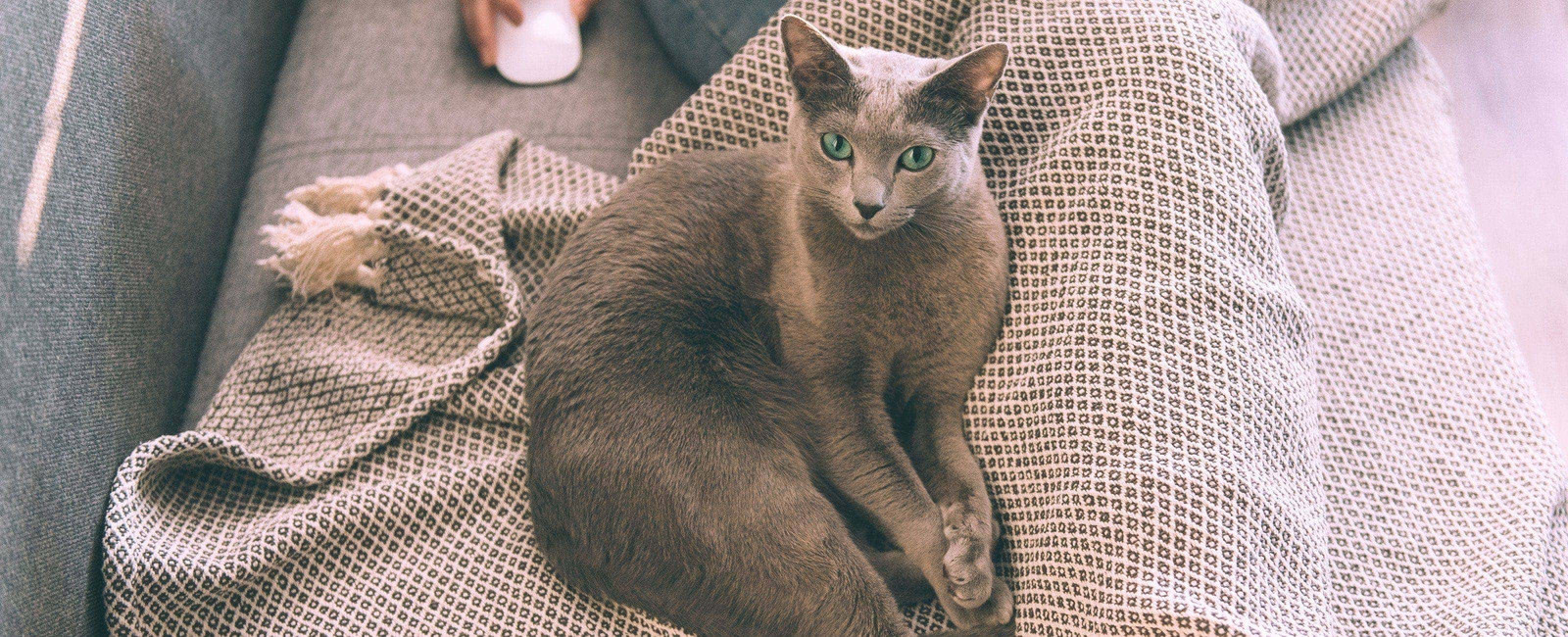 Katze kuschelt sich an Decke