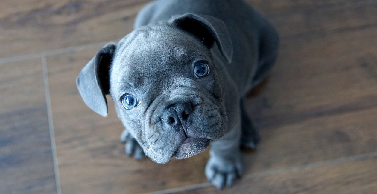 Grauer Hund schaut in die Kamera