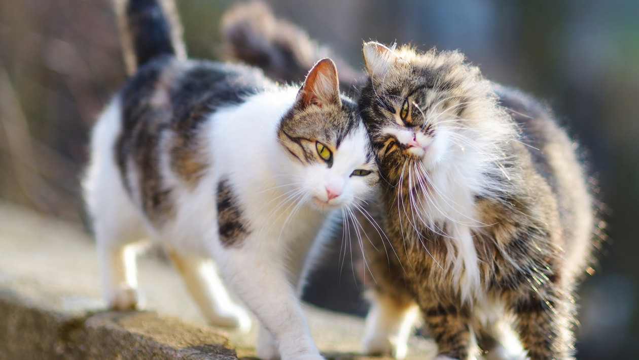 Zwei Katzen schmiegen sich an einander