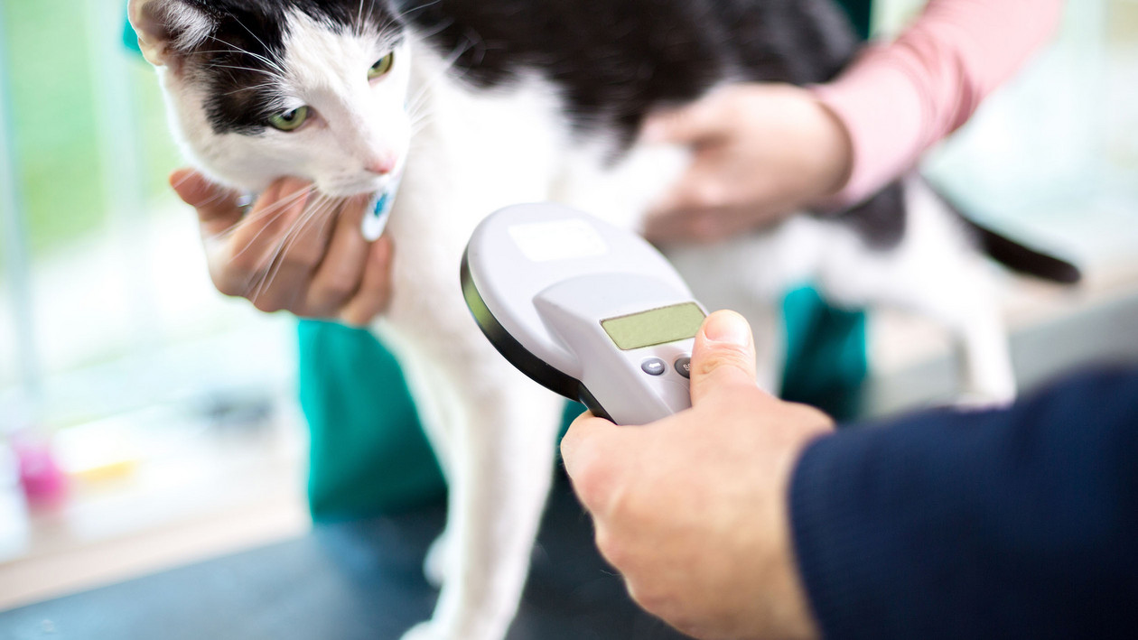 Katze chippen beim Tierarzt