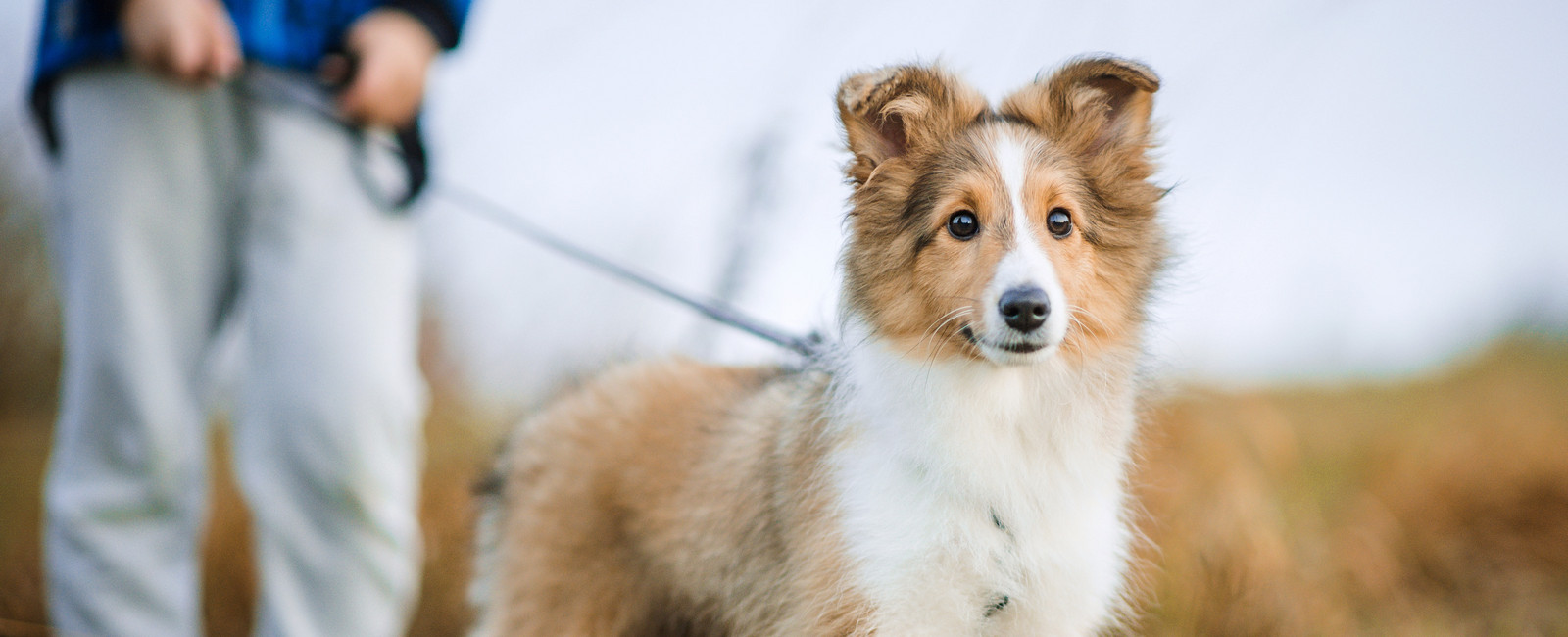 Hund wird Gassi geführt