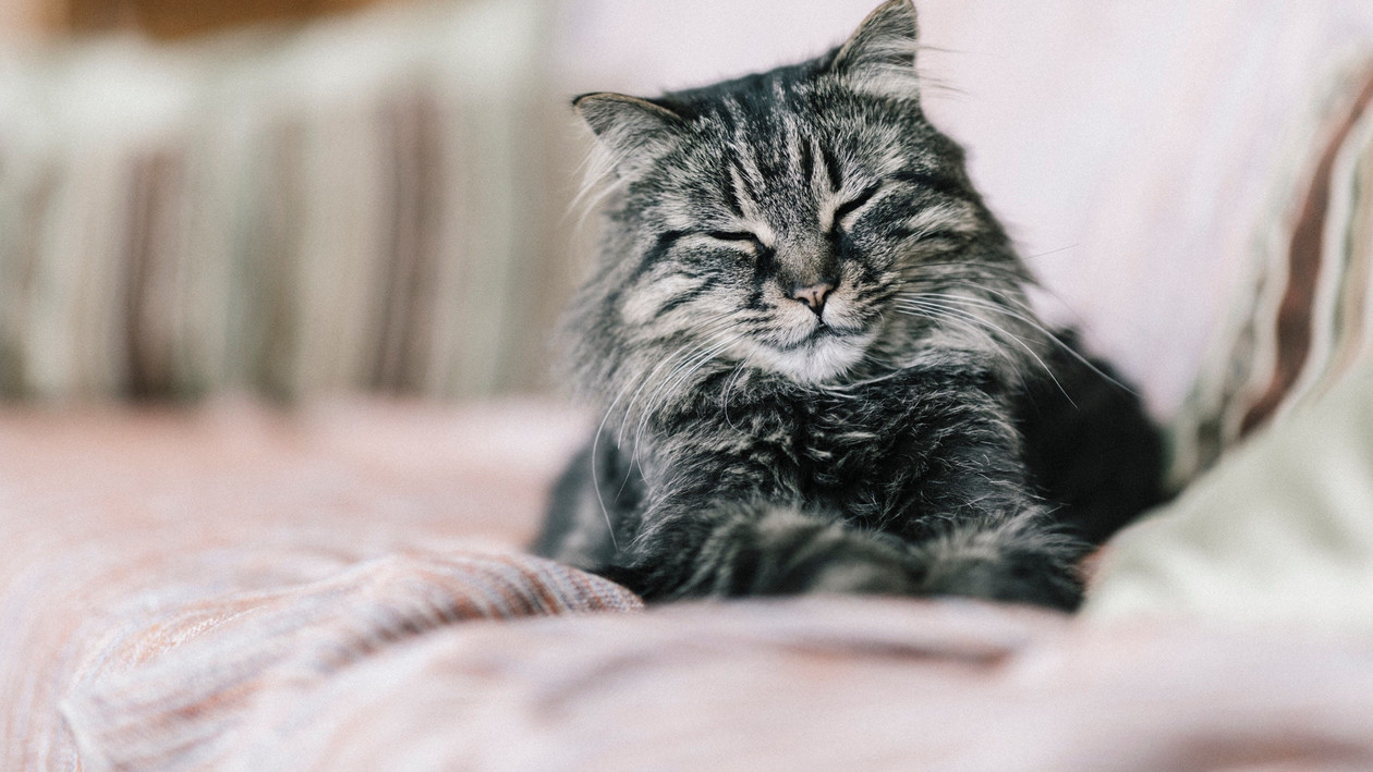 Langhaarkatze mit geschlossenen Augen