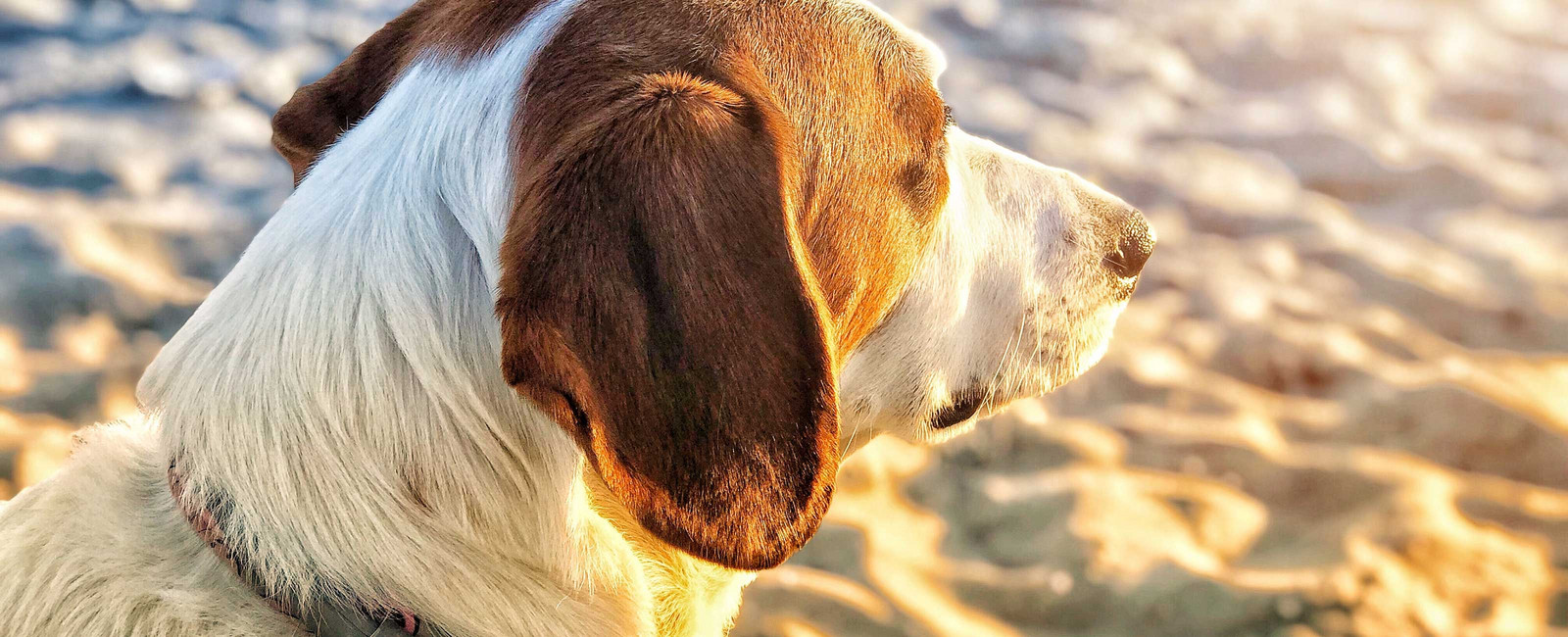 Dürfen Hunde Eiswürfel essen?