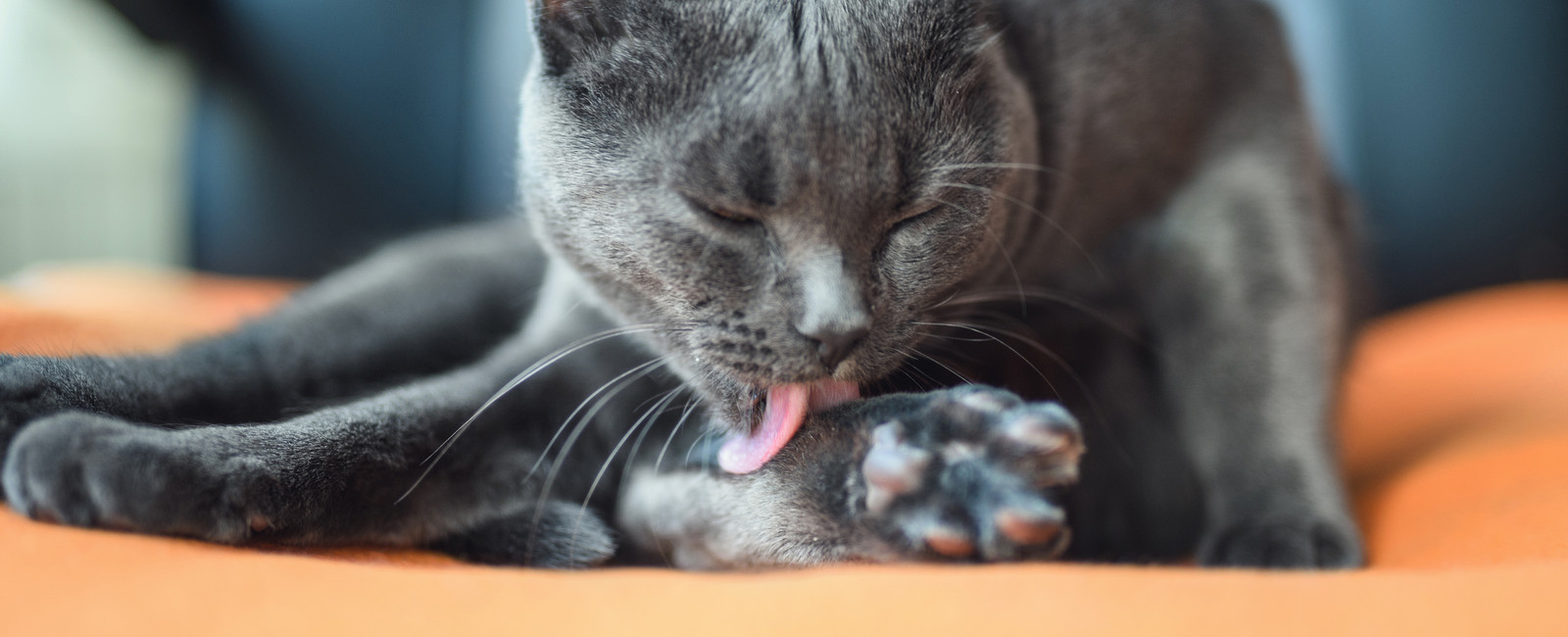 Katzenhaare Baby Was Tierhalter Beachten Sollten