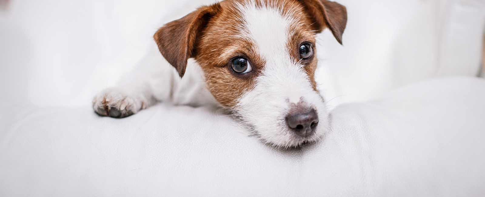 Hund liegt auf Sofalehne