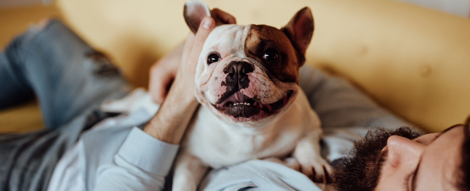 Hund liegt auf dem Bauch eines Mannes