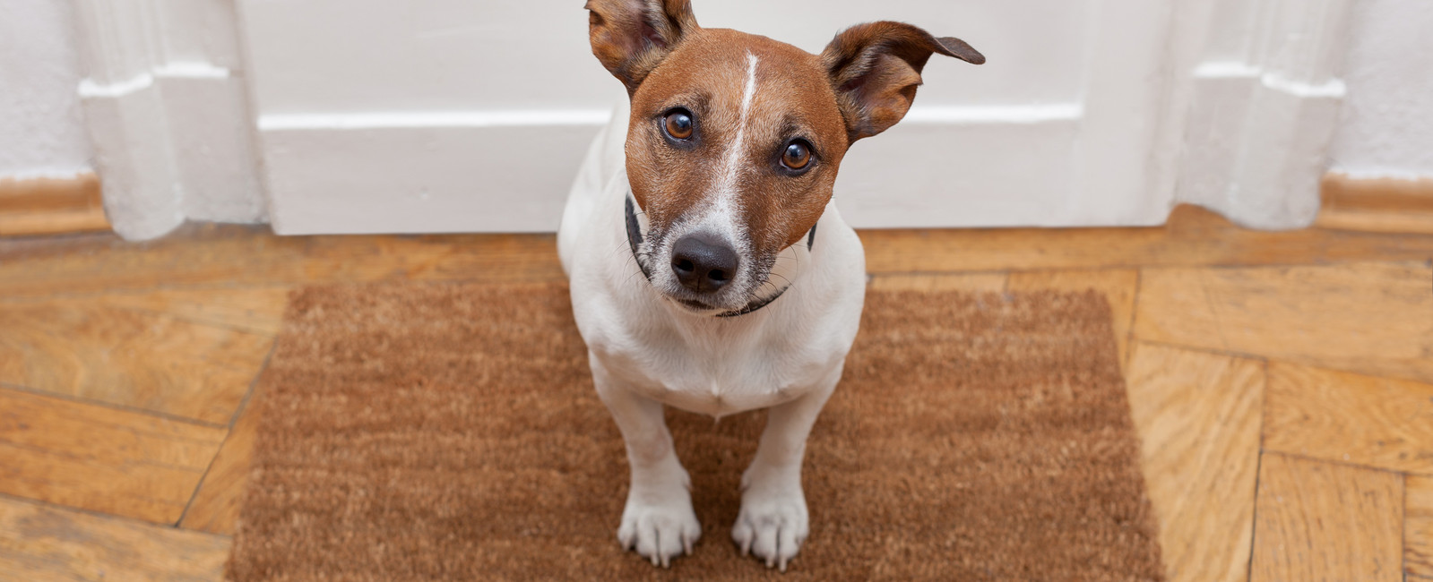 Hund auf Fußmatte