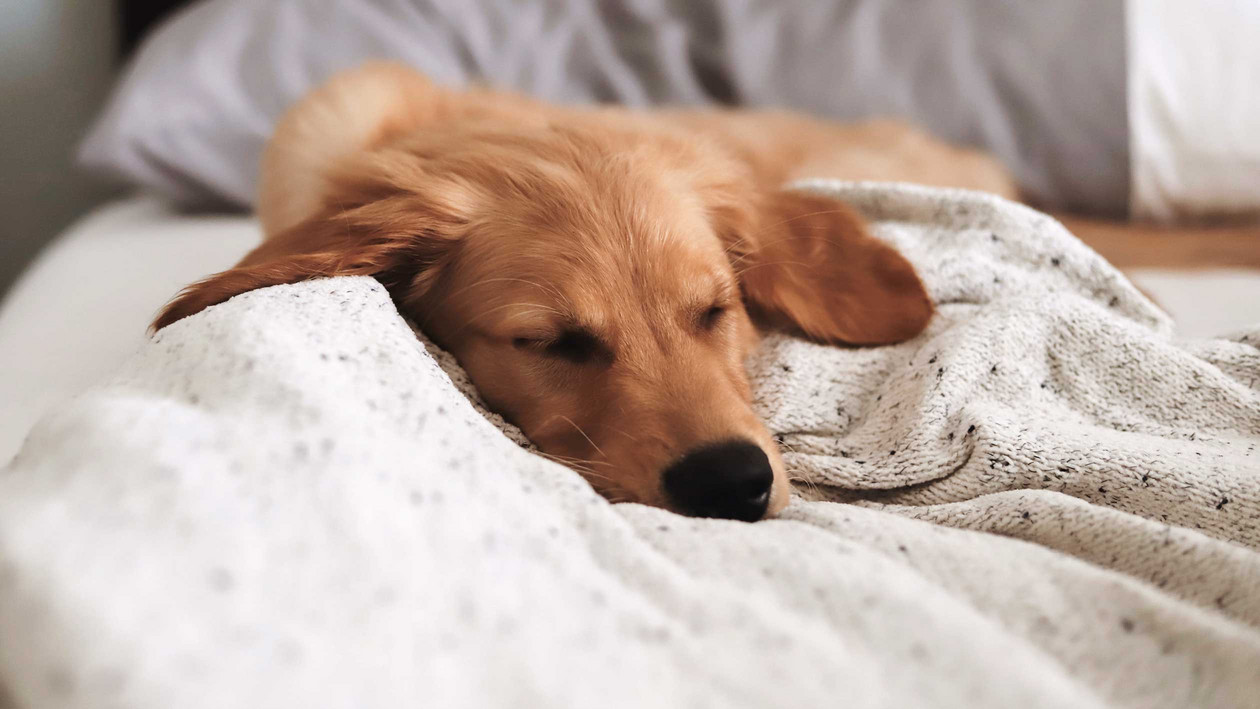 Hund im Bett