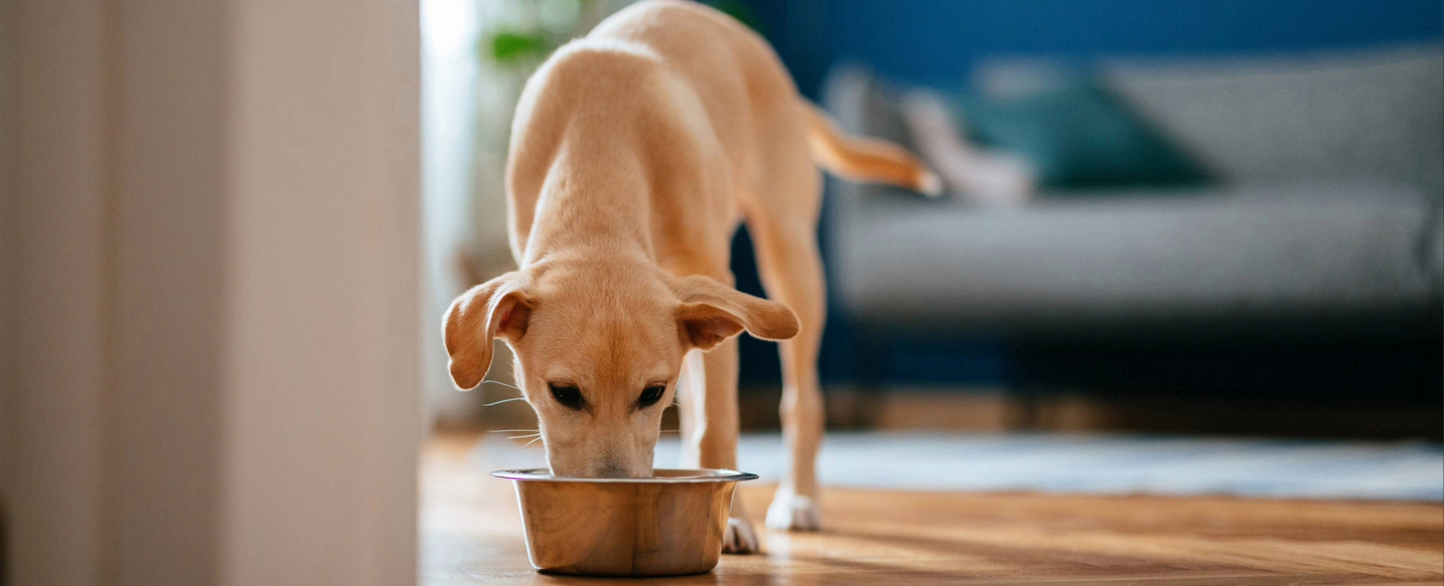 Schonkost für den Hund