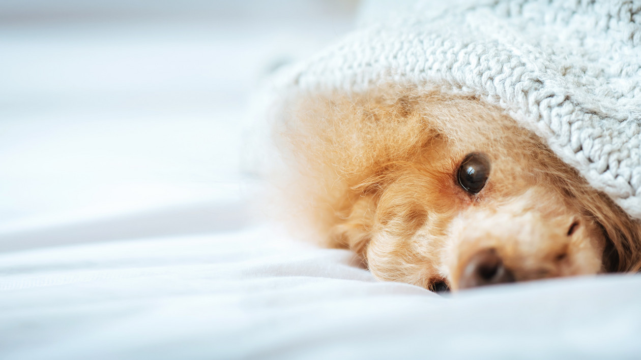 Kranker Hund gekuschelt unter eine Decke
