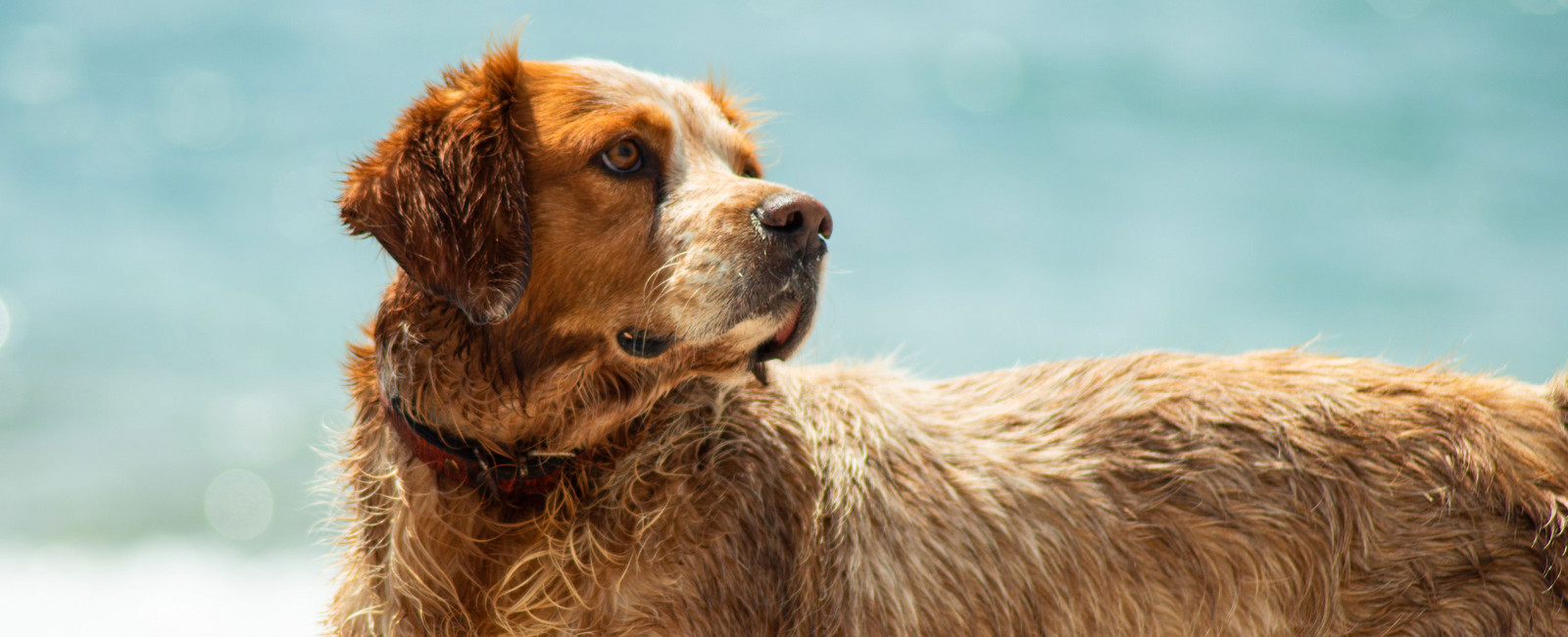 Hund abkühlen