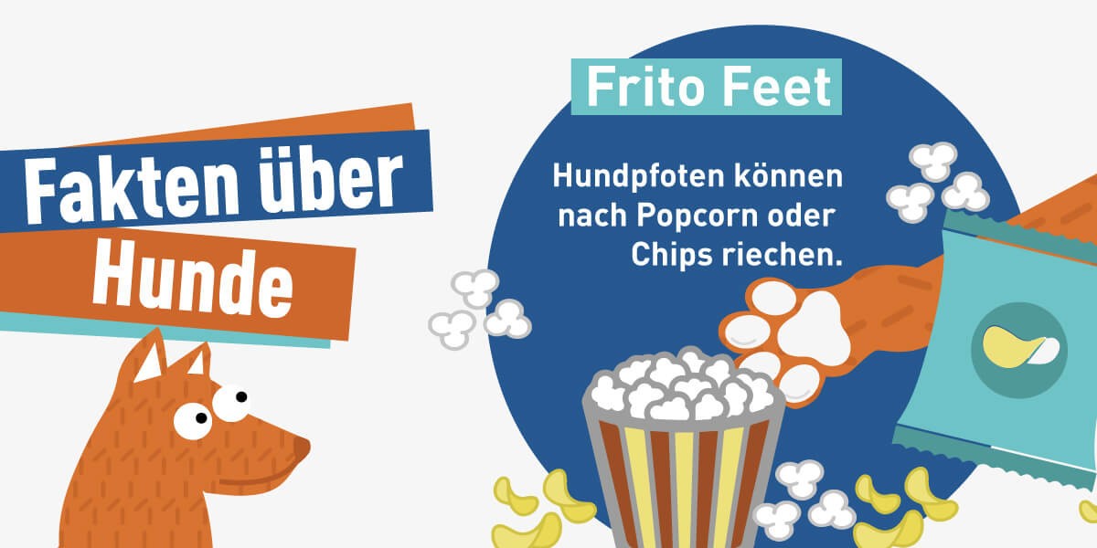 Warum Riechen Hundepfoten Nach Popcorn