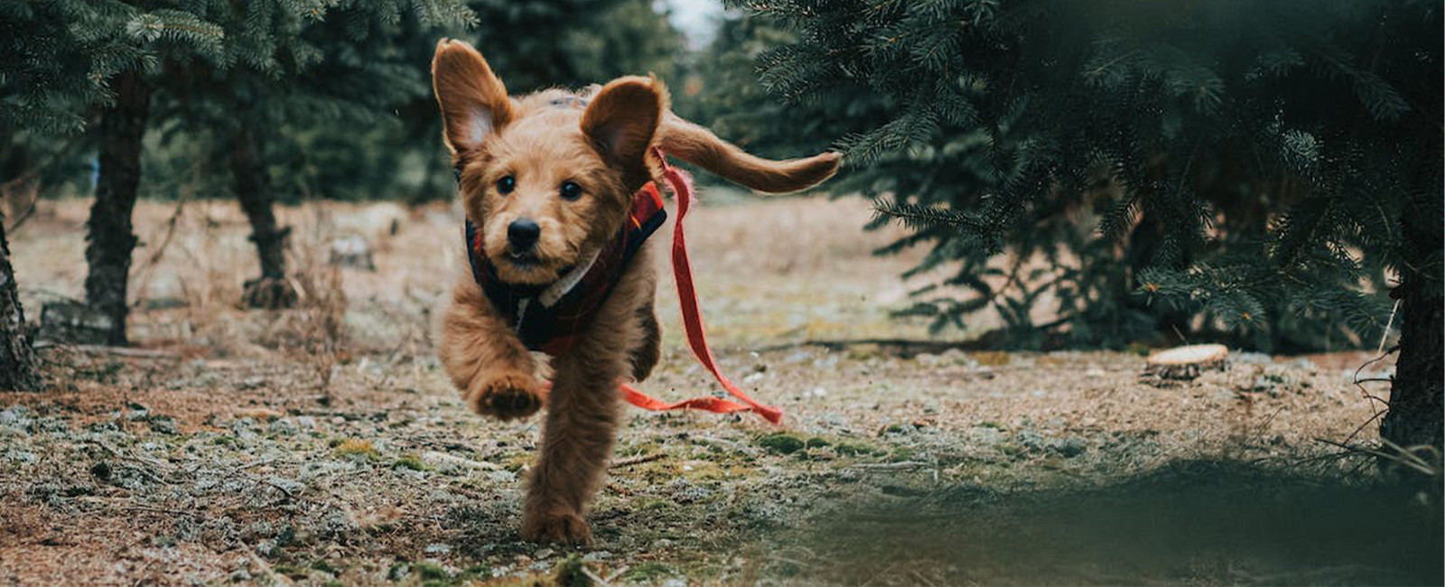 Hund entlaufen