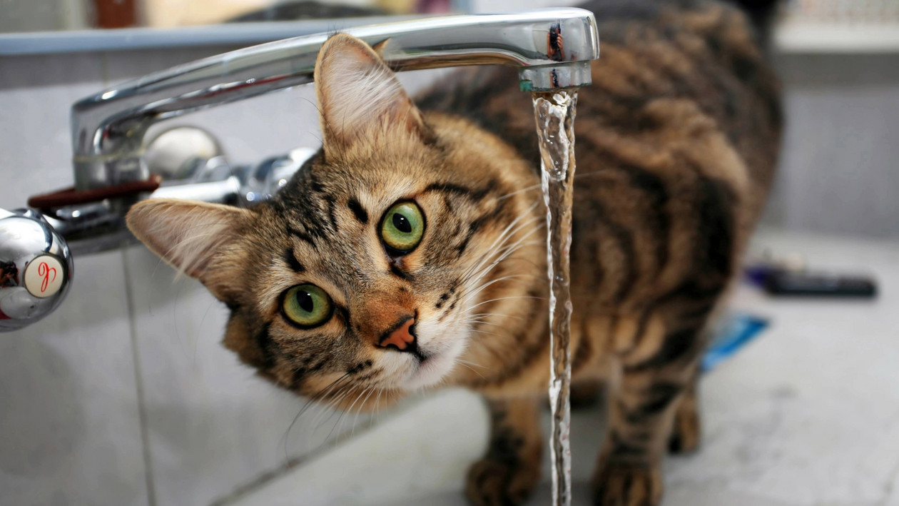 Katze trinkt viel