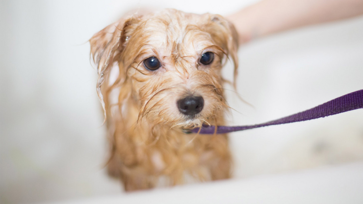 Hund waschen und baden