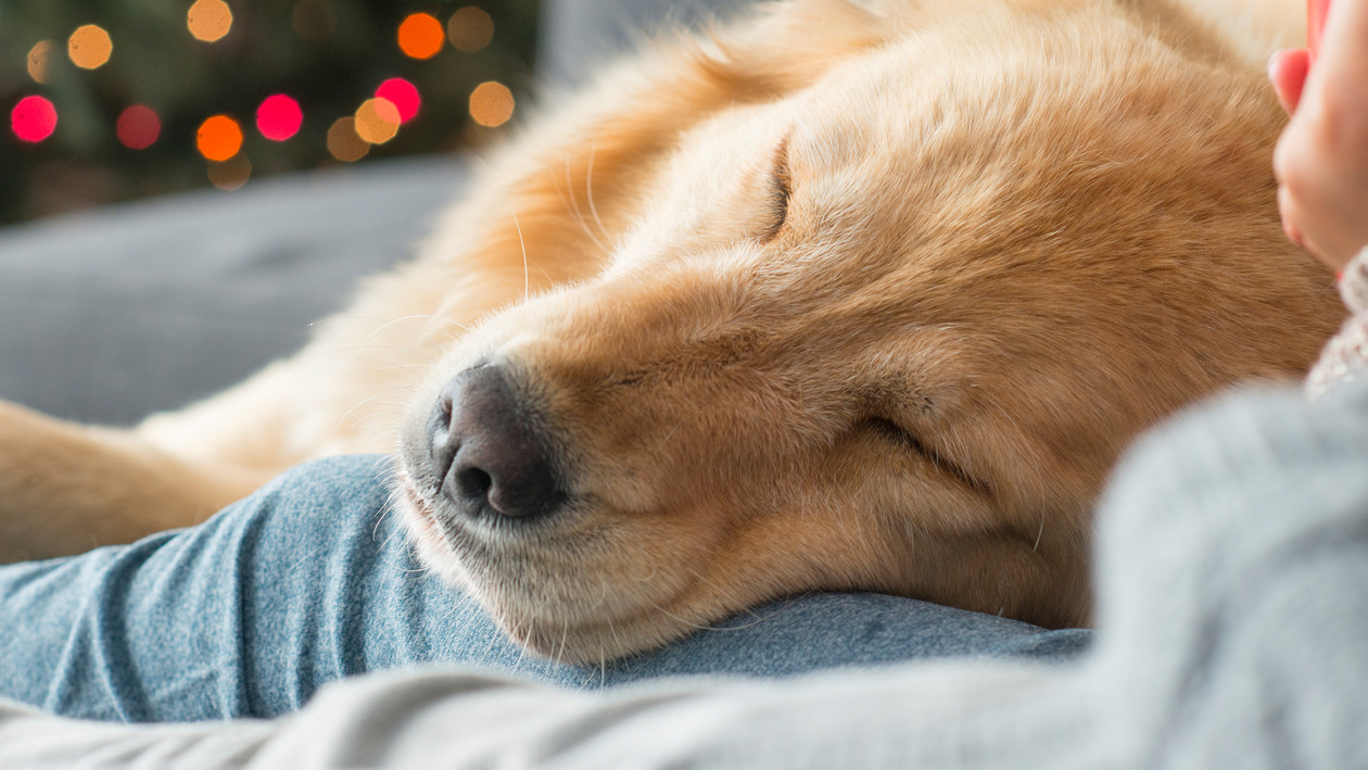 Hund liegt mit Kopf auf Schoß