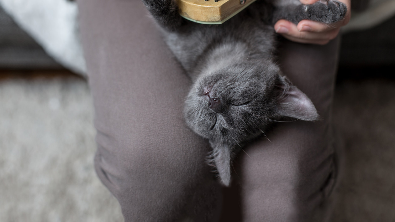 Katze liegt auf Rücken