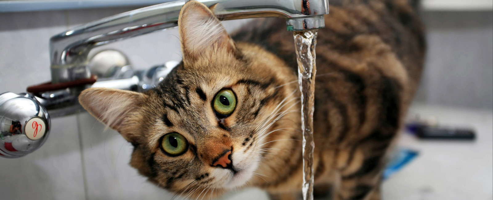 Katze trinkt viel