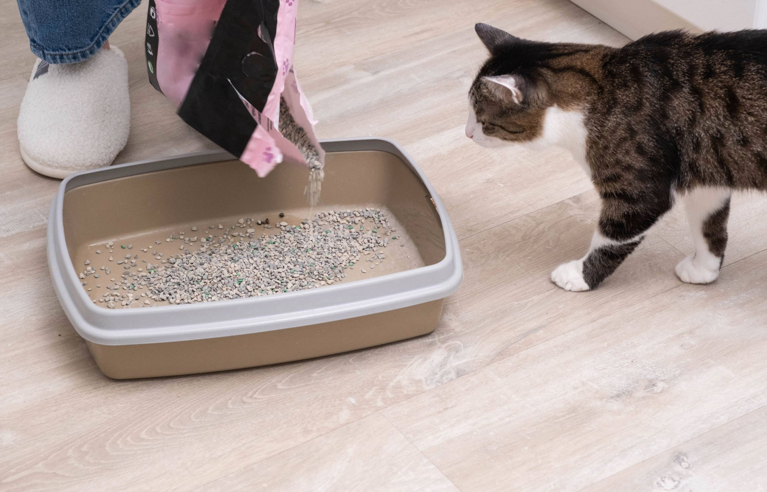 Katzenstreu in der Wohnung – Tipps