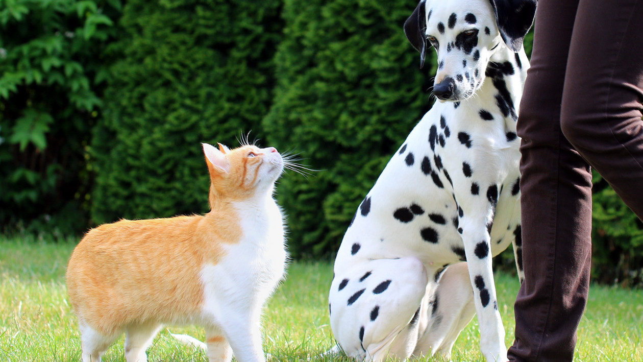 Hund und Katze starren sich ratlos an