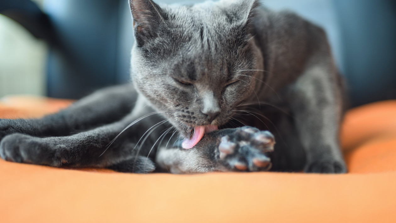 Katze Verfilztes Fell Entfernen Leichtgemacht