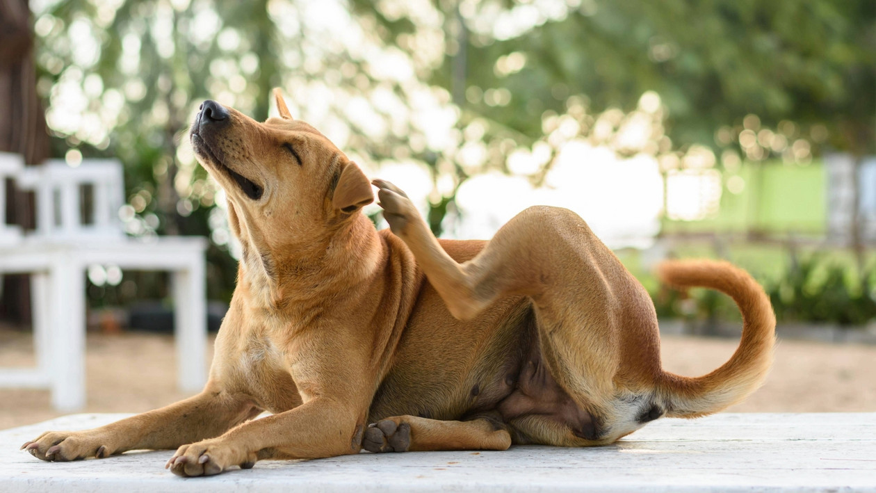 Schuppen bei Hunden