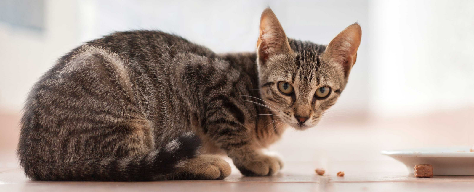 Katzenfutter selber machen