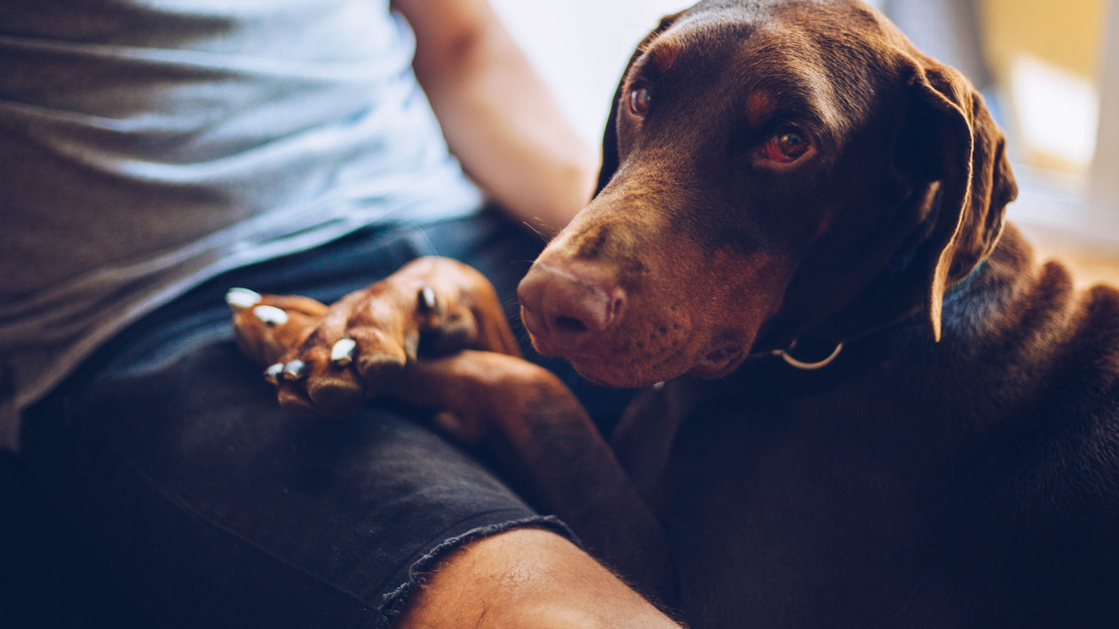 Hund liegt auf Schoß