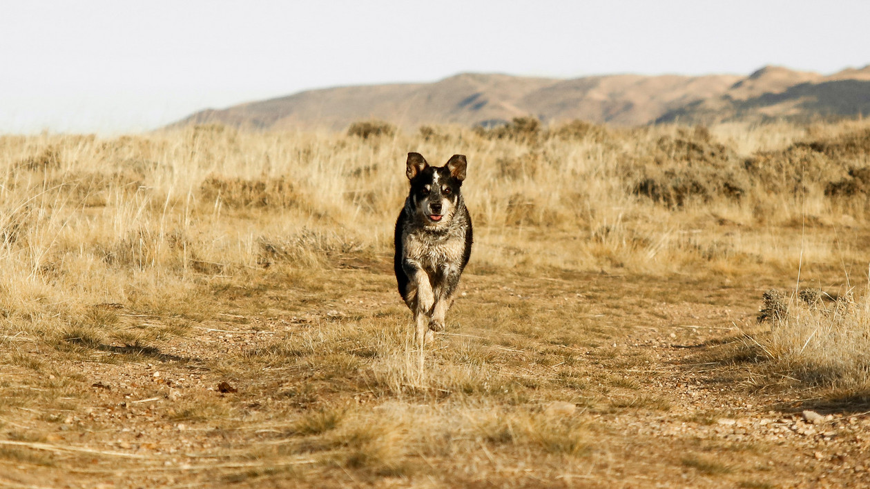 Wieviel Auslauf braucht ein Hund?