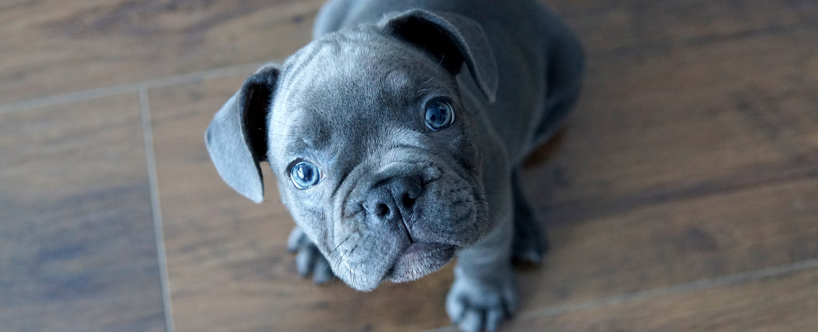 Grauer Hund schaut in die Kamera