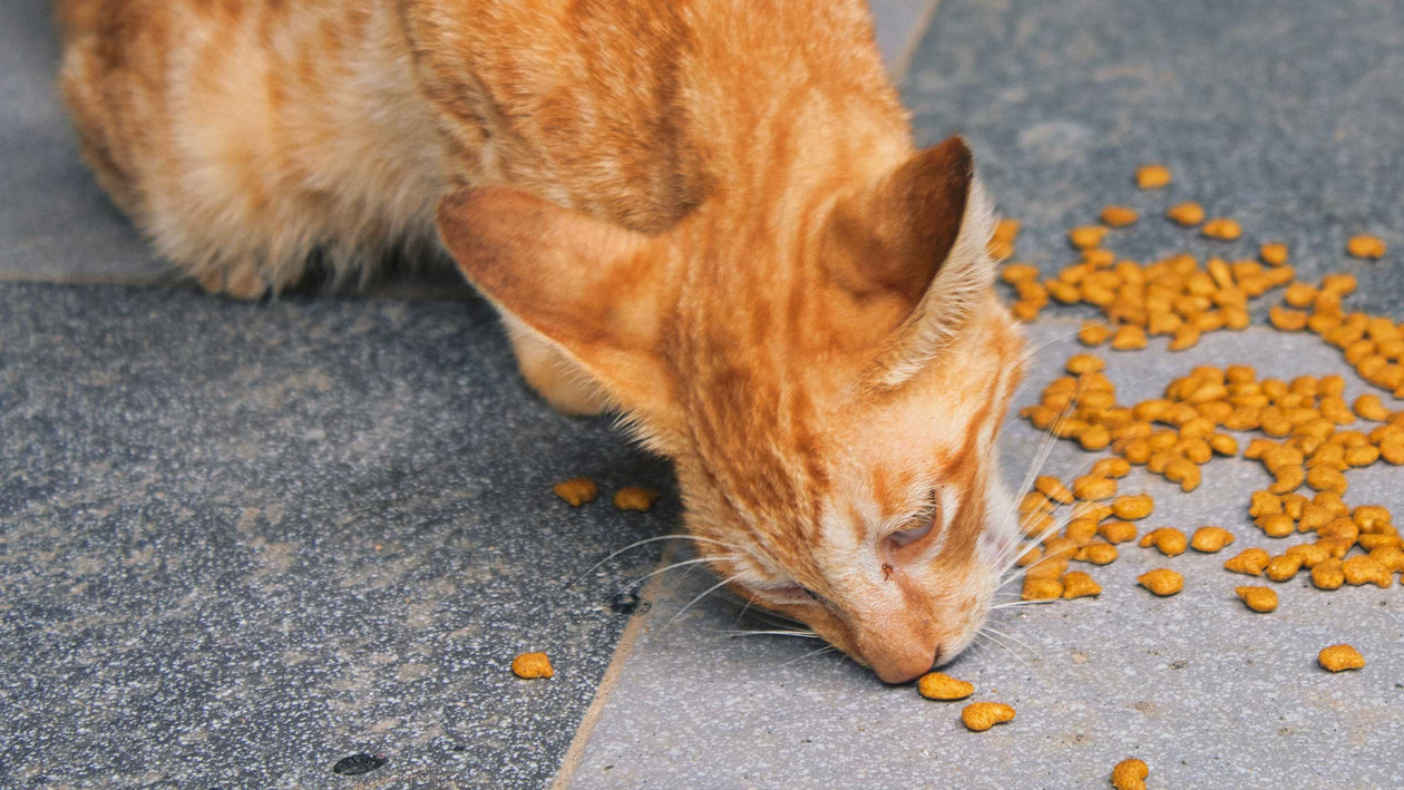 Dürfen Katzen Reis essen?