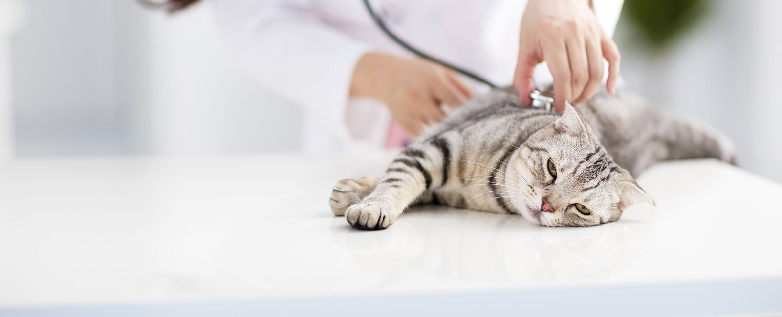 Katze wird von einem Arzt untersucht