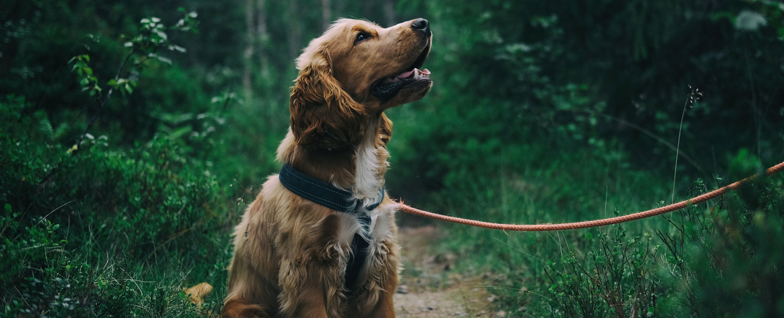 Leinenführigkeit bei Hunden