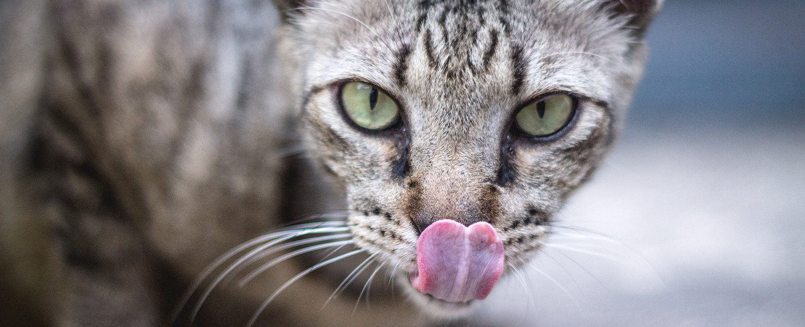 Wenn einen die Katze ableckt