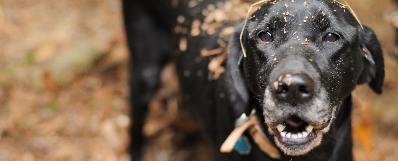 Hund sauber machen nach Spaziergang