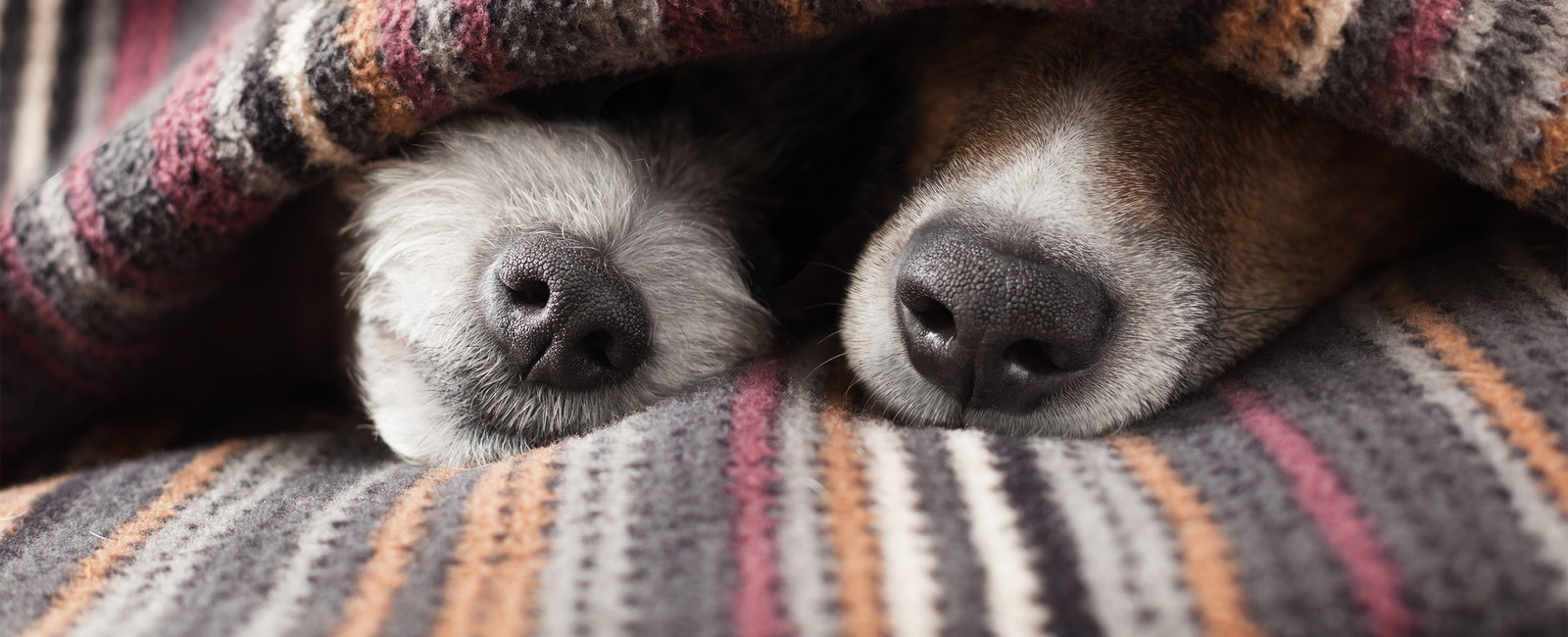 Hunde liegen unter Decke