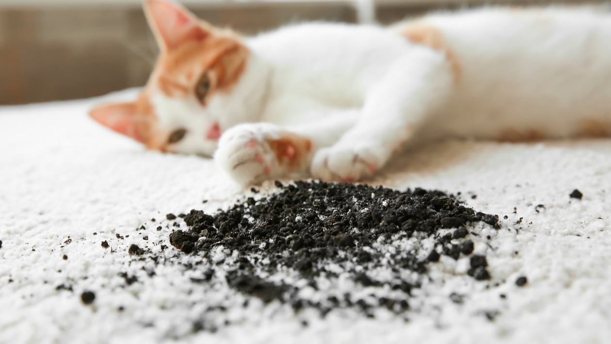 Katze liegt auf schmutzigem Teppich