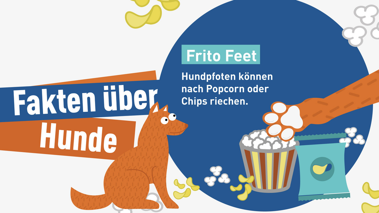 Fakten über Hunde