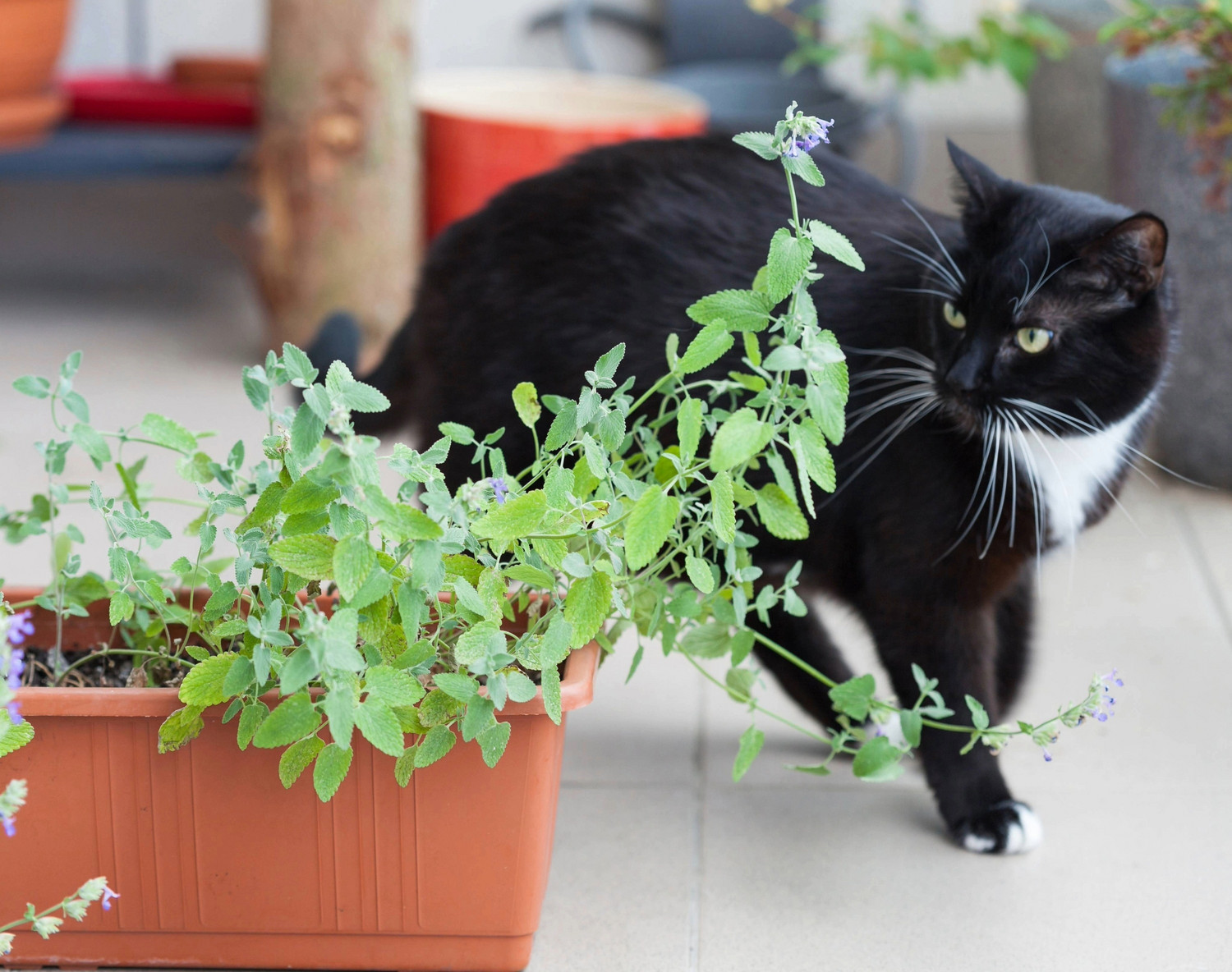 Wie wirkt Katzenminze auf Katzen?