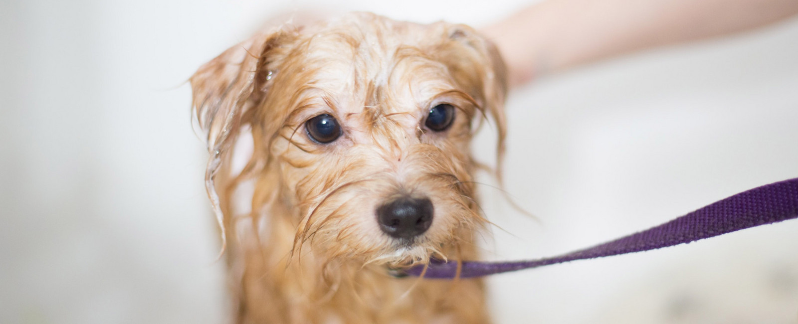 Hund waschen und baden