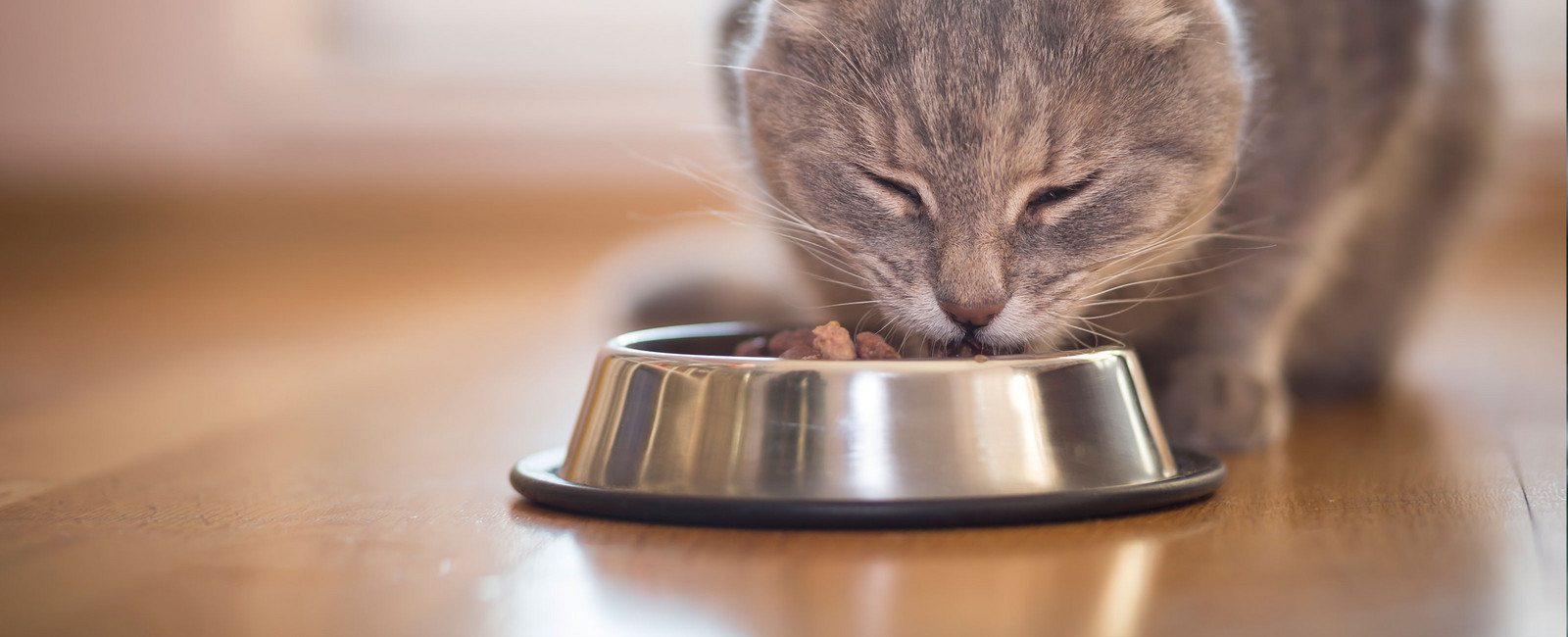Was dürfen Katzen essen?