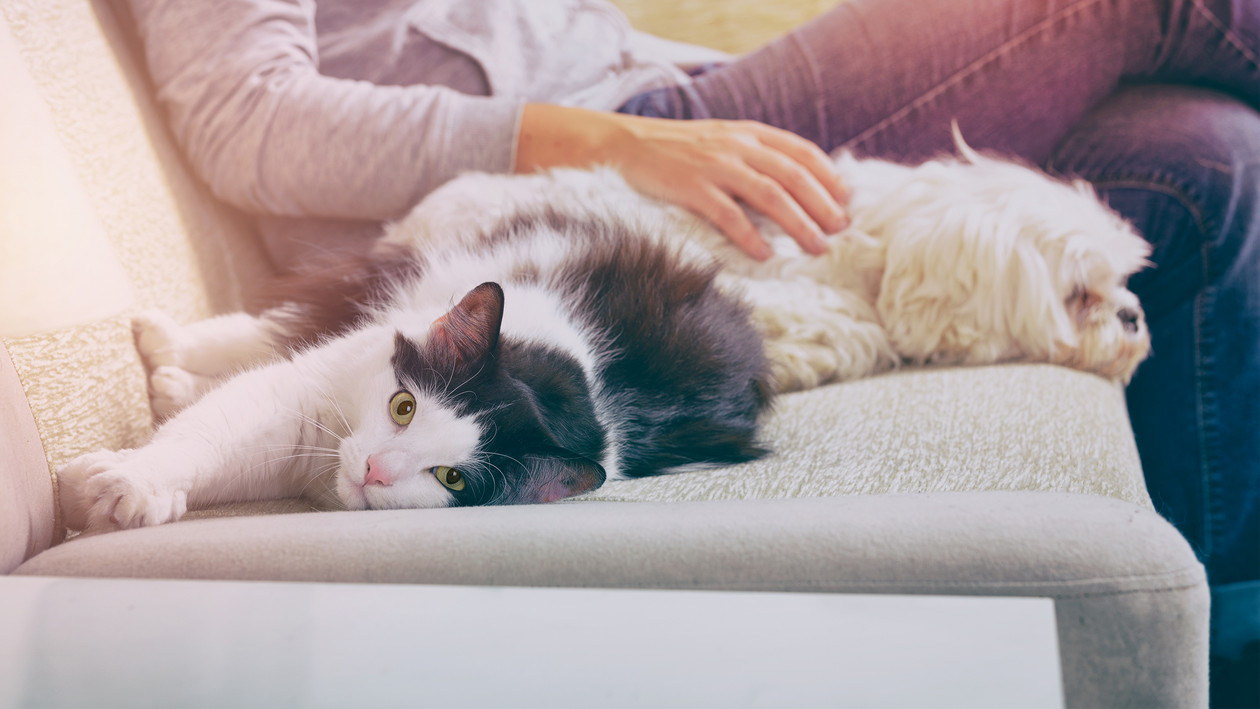 Katze liegt neben Hund auf Sofa