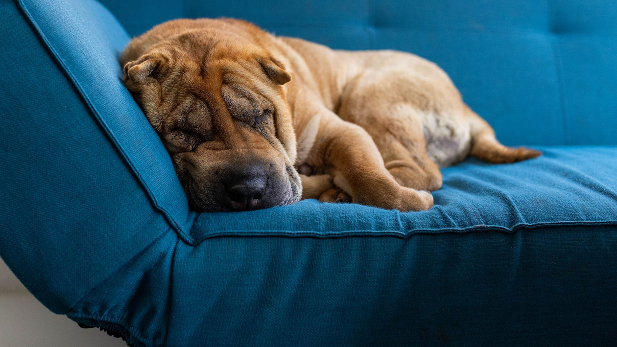 Demenz bei Hunden